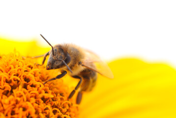 Bee on a flower isolated on a white background