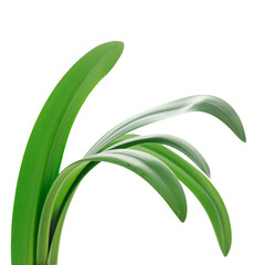 Long blades of green grass against a white background.