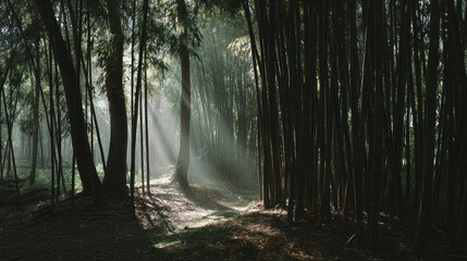 Obraz premium Misty sunlight through bamboo forest