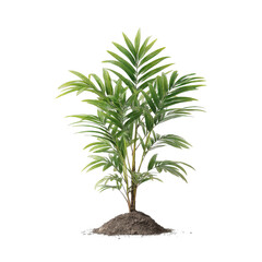 Obraz premium Realistic 3D Render of a Young Palm Tree Sapling With Vibrant Green Leaves and Rich Soil Base