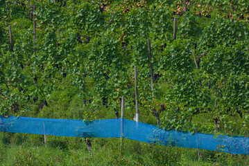 A close-up shot of a vineyard shows rows of green grapevines with blue netting, conveying a natural and agricultural mood outdoors on a sunny day.