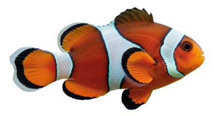 Isolated Clownfish