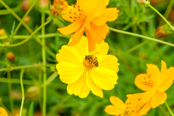 キバナコスモスにとまる蜜蜂の姿