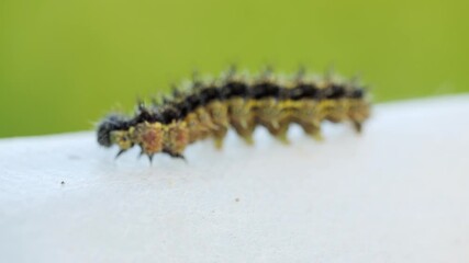 A hideous hairy caterpillar crawls on a white cloth