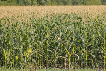 Large Field of Green Corn at July Farming Agriculture