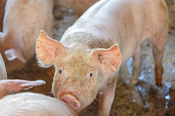 Dirty Pig With Big Ears in Sty Domestic Farm