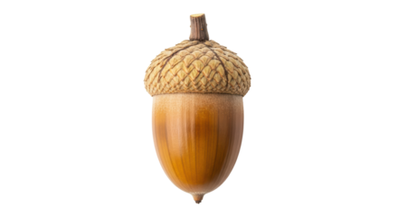 Isolated Acorn