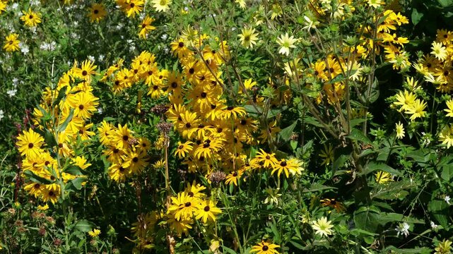 Gartenparadies, Gemischter Natur Garten mit gelben Sonnenhut Pflanzen und Bienen, Bl&uuml;ten im Sommer, Gartenpflanzen Hintergrundvideo