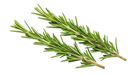 Isolated Fresh Green Rosemary Sprigs