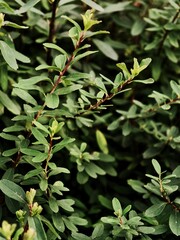  fresh spiraea in the garden