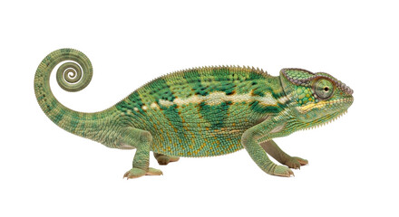 Isolated Panther Chameleon
