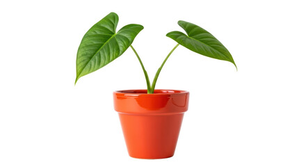 Isolated Arrowhead Plant