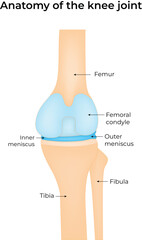 Anatomy of the Knee Joint Diagram of Bones and Cartilage