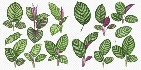Watercolor illustration of Calathea plants with striped leaves and purple stems, isolated on a transparent background.