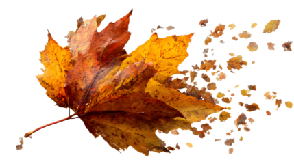 autumn colored fall leaf texture on transparent background overlay