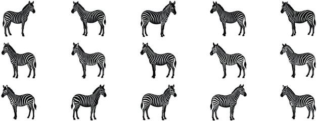 zibbra vector © mstkhatija