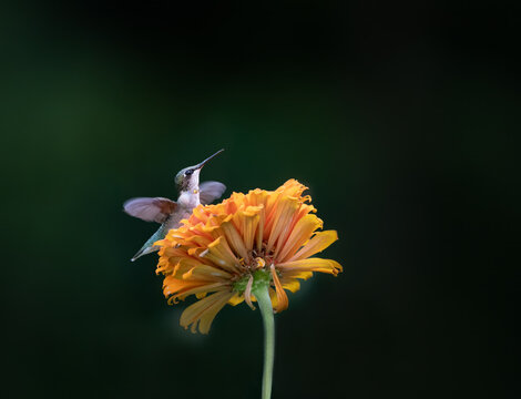 hummingbird feeding on orange flower