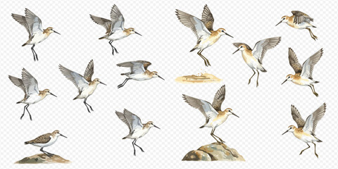 A dynamic collection of watercolor sandpiper birds captured in various stages of flight and rest.