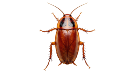 Isolated Cockroach