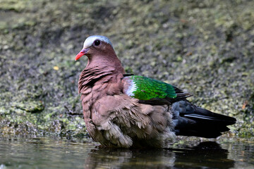 beautiful bird taking bath in waterhole in nature on rock stone, common emerald dove or green-winged pigeon