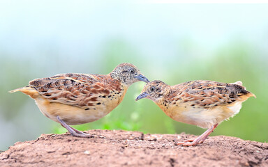 pair of small or common buttonquail, turnix sylvaticus with best shot of both male and female while foraging in early morning, residential bird of Thailand
