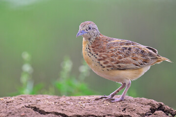 pale brown bird with nice posting toward photographer, female of small or common buttonquail  perching on high dirt hill