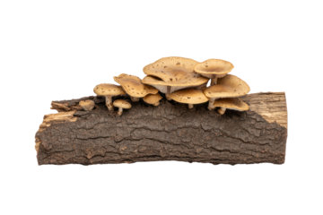 Mushrooms on Log: A cluster of earthy brown mushrooms sprouts from a weathered log, showcasing the intricate textures and natural beauty of the forest floor.