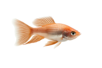 Obraz premium Golden Fish: A single goldfish swims gracefully, showcasing its vibrant scales and elegant fins, creating a portrait of aquatic serenity.