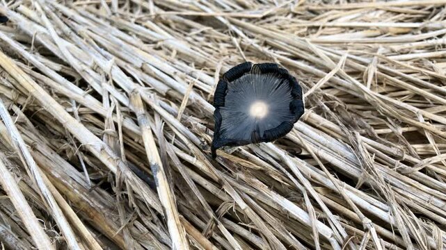 video/footage of Coprinopsis lagopus mushroom or known as rabbit's foot mushroom growing on straw with black color and taken from the top corner or flat lay