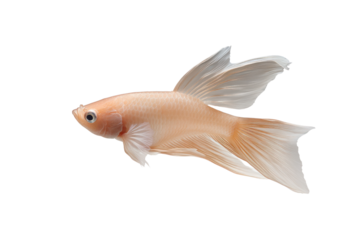 Ethereal Aquatic Beauty: A stunning, delicate fish glides through the water with flowing fins and scales. Its graceful movement, serene presence, and pearly glow captivate the eye.