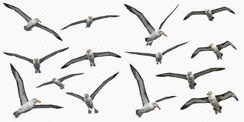 A collection of realistic albatross seabirds isolated in various flight poses and angles, showing their majestic wingspan.