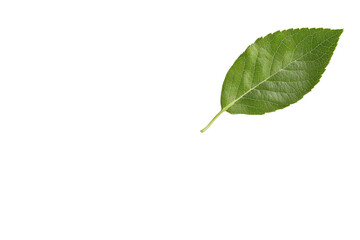 Fototapeta premium The Serene Green Leaf: A singular, vibrant green leaf floats gracefully, its detailed veins telling a story of growth and life.