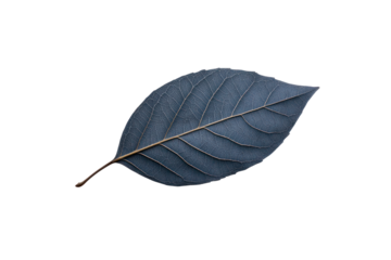 Leaf's Elegance: A solitary leaf with intricate veins rests in tranquil repose, an artistic testament to nature's quiet beauty.