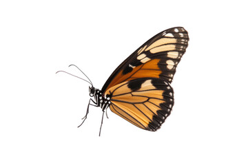 Monarch Butterfly Close-Up: A stunning monarch butterfly, resplendent in vibrant orange and black, is captured in exquisite detail, revealing the delicate beauty of its wings and intricate patterns.