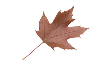 Fototapeta premium Autumn Leaf's Gentle Descent: A solitary maple leaf, colored in autumnal hues, gracefully drifts against a neutral background, capturing the season's ephemeral beauty.
