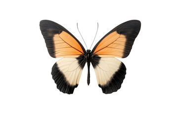 Vibrant Butterfly in Flight: A macro perspective showcases a colorful butterfly, wings spread wide, showcasing nature's exquisite design and the art of metamorphosis.