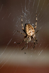 Close up of a UK garden spider on its web waiting for food scary