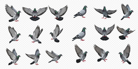 A collection of realistic grey pigeons in various poses, including standing, flying, landing, and taking off, isolated on a transparent background. © studio