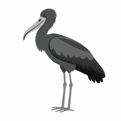 Shoebill Stork Standing. Black and white Shoebill Stork Standing image vector on white background.