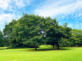 爽やか編空と芝生広場