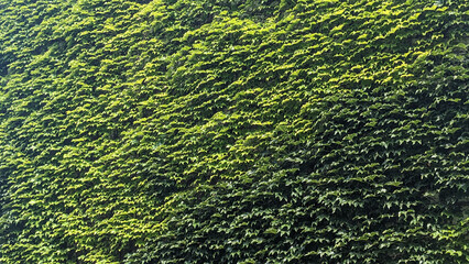 Close-up of wild grape leaves covering a wall. Glossy green foliage shines under the sun, showing details of natural texture and creating vivid urban nature scene. Climbing Vines on Urban Architecture