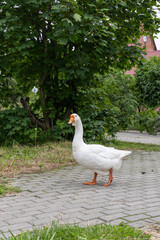 Obraz premium White domestic goose walking on paved path near green trees in rural yard. Farm animal photo.