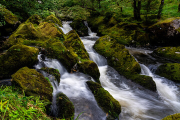 Fototapeta premium River rushing between moss-covered rocks in a forest setting
