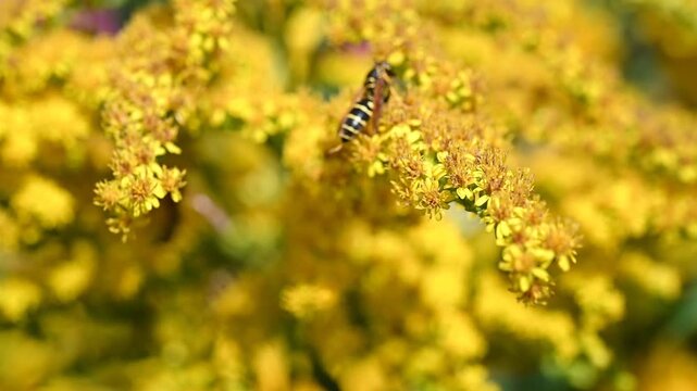 Goldenrod and Bees: Close-up of bees diligently collecting nectar and pollen from the vibrant goldenrod flowers. Suitable for nature documentaries, educational videos, and projects related to bees, po