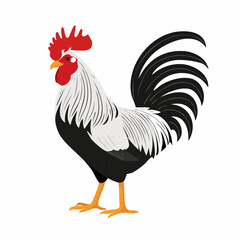 Black and white Rooster Standing Image Vector Illustration isolated on white background.