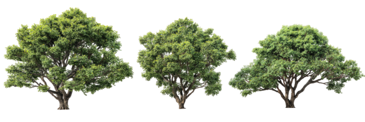 Three lush green trees against a black background