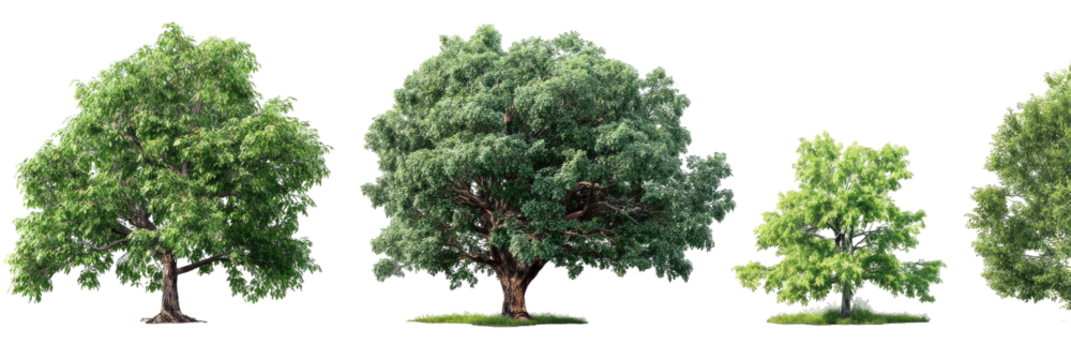 Stages of Tree Growth