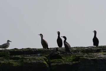Cormorants on a cliff top