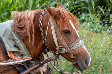 Obraz premium Brown Horse in the Field