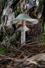White Woodland Mushroom with Cap and Veil
